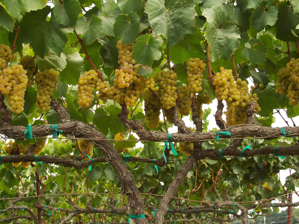 Chardonnay grapes on the vine